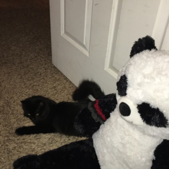 softfurrypanda